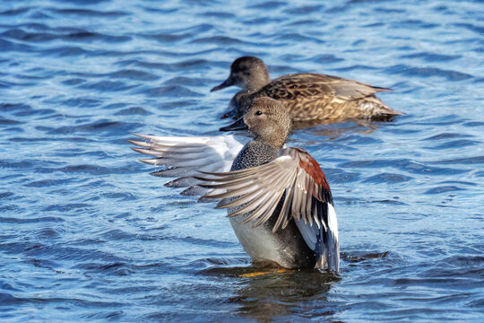 Showoff Gadwall