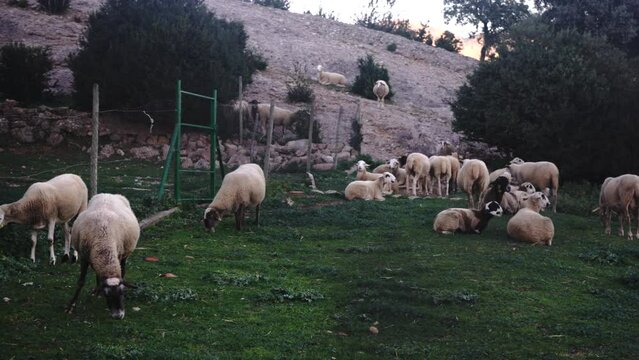 Ovejas
