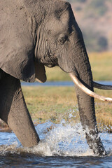 Elephant crossing the Zambezi River in Chobe National Park in Botswana, Africa