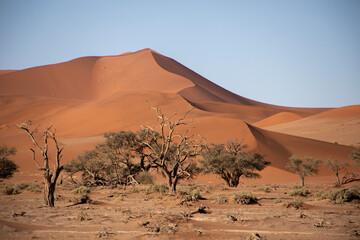 Fototapeta na wymiar Sand dunes in Sossusvlei, Namibia, Africa