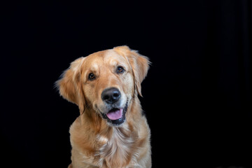 GOLDEN RETRIEVE FACE WITH GREAT EXPRESSION IN A STUDIO