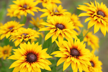 Black-eyed Susan. Rudbeckia bicolor. Yellow and orange black-eyed or African daisy flower with green background. Rudbeckia hirta. Blurred selective focus. Orange gardens daisy. Floral background