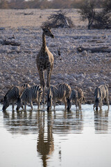 Fototapeta na wymiar A giraffe and zebra at a watering hole in Etosha National Park in Namibia, Africa. 