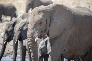 Elephants at a watering hole in Etosha National Park in Namibia, Africa