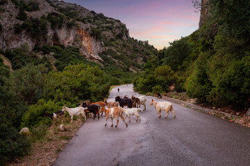 Obraz premium Herd of Sheep on the road in the mountains of Sardinia, Italy. Sunset Sky Art Render.