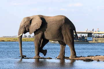 Elephant on the bank of the Zambezi River in Chobe National Park in Botswana, Africa
