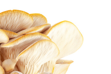 oyster mushroom close up isolated on white background