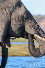 Elephant drinking water from the Zambezi River in Chobe National park in Botswana, Africa