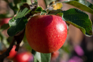Big ripe red braeburn apples hanging on tree in fruit orchard ready to harvest