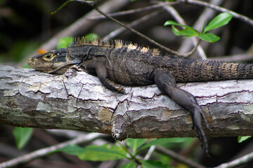 Iguana resting on a branch in Manuel Antonio National Park in Costa Rica