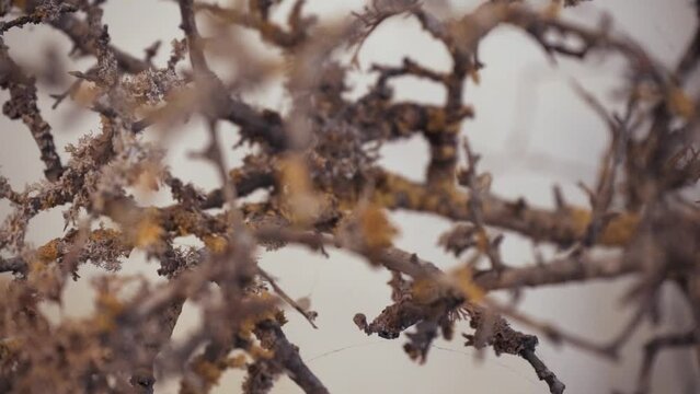 &Aacute;rbol sin hojas