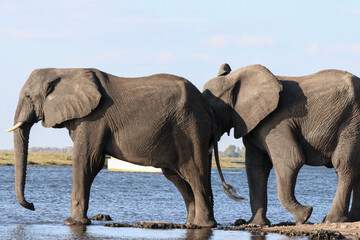 Elephants crossing the Zambezi River in Chobe National Park in Botswana, Africa