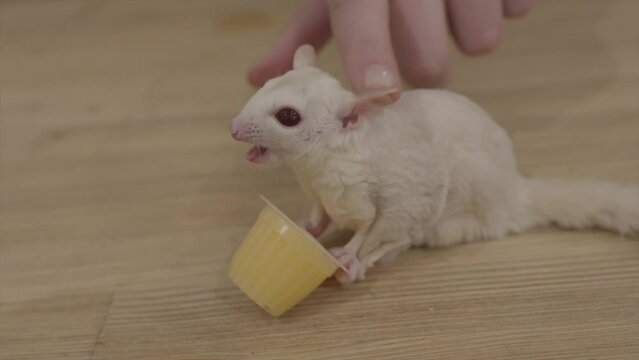 This video shows a cute albino sugar glider holding a food cup and eating while getting petted.