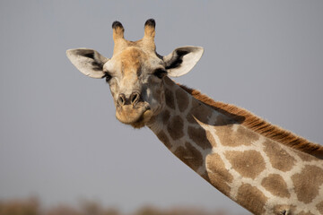 A close-up of a giraffe in Etosha National Park in Namibia, Africa on safari