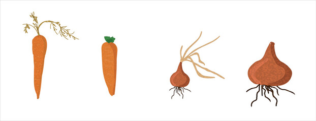 Growth stages of onion and carrot  plant. Onion and carrot  vector illustration
