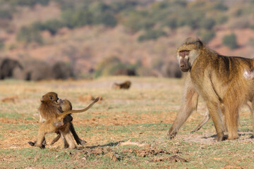 Baboons fighting in Chobe National Park in Botswana, Africa on safari