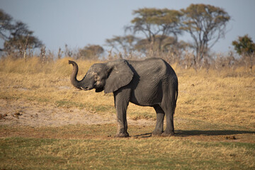A baby elephant outside Nata in Botswana, Africa on safari