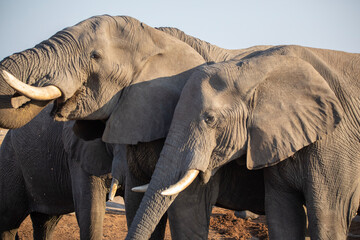 Fototapeta na wymiar Elephants drinking at the watering hole at Elephant Sands in Botswana, Africa
