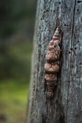 Large fungi harmful to trees. Large hard colored fungal pathogens grown on tree bark. Fistulina hepatica, Fomes fomentarius, Ganoderma applanatum. Inedible mushrooms. Macro photography of mycology.