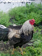 Gockel in der natur auf La Palma