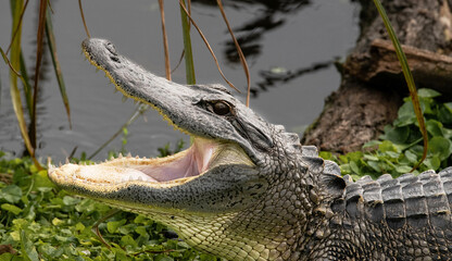 Yawning Alligator Showing Its Teeth