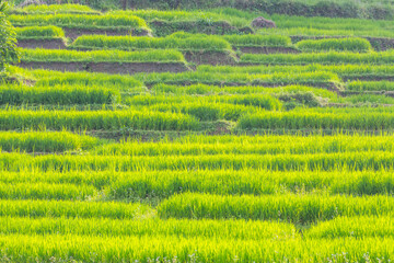Rice field