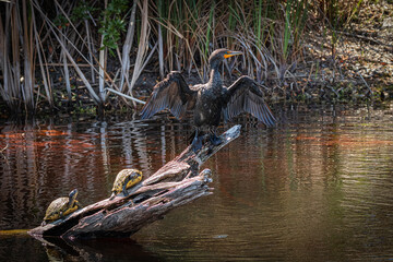 Double-crested cormorant and two snapper turtles on a dead tree trunk in the water of a Florida swamp.