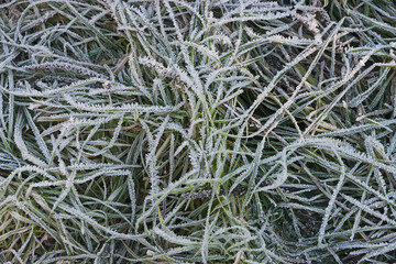 Frost on Grass
