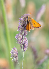 Male small skipper  butterfly on grass stem