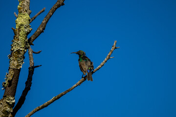 Male Southern double-collared sunbird moulting