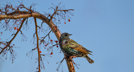 Starling bird