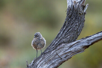 Karoo scrub Robins in the early morning