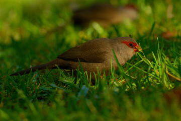Common Waxbill eating in green grass close-up