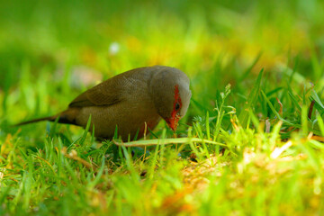 Common Waxbill eating in green grass close-up