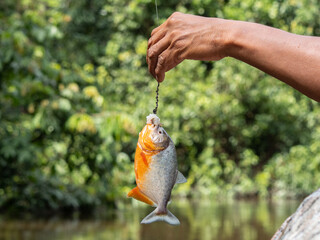 Fishing piranha in Pacaya Samiria National Park, Amazonas, Peru