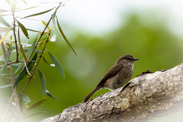 African dusky flycatcher perched on a branch