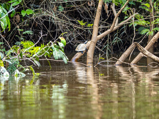 Turtle in Pacaya Samiria National Park, Amazonas, Peru
