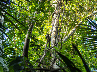 Obraz premium Capuchin monkey in Pacaya Samiria National Park, Amazonas, Peru