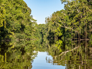 Fototapeta na wymiar River in Pacaya Samiria National Park, Amazonas, Peru