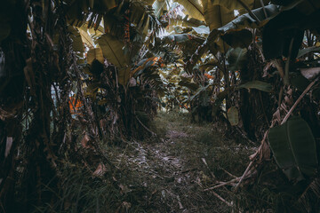 A low-key shot of a trail in the rainforest, the dense vegetation obstructs the passage and you can barely see what's ahead, with so many bananas leafs on the ground and attached to the trees