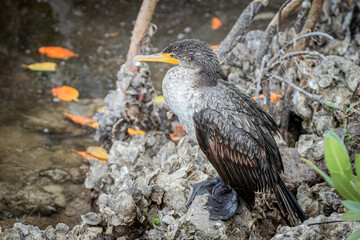 Juvenile Double-crested cormorant closeup Florida Everglades. 