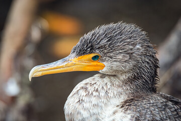 Juvenile Double-crested cormorant closeup Florida Everglades. 