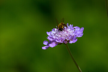 Honey bee on Pink Scabiosa flower