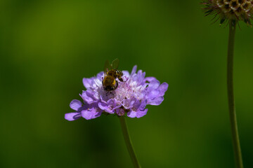 Honey bee on Pink Scabiosa flower