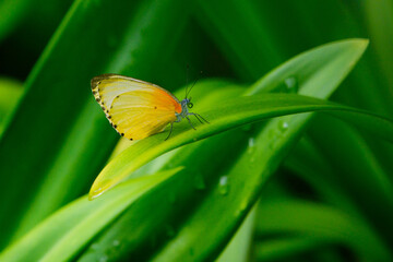 Eastern dotted border butterfly on Agapanthus leaf with droplets of water