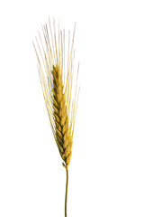 wheat in evening sunhine