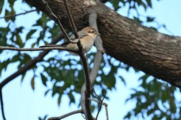A female shrike.
The difference between males and females is the male Eye-stripe are black, but that of the female is brown, and the pattern on the abdomen of the female is clear.