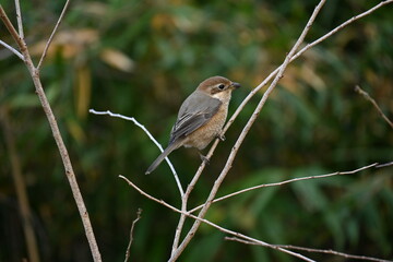 A female shrike.
The difference between males and females is the male Eye-stripe are black, but that of the female is brown, and the pattern on the abdomen of the female is clear.