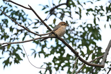 A female shrike.
The difference between males and females is the male Eye-stripe are black, but...