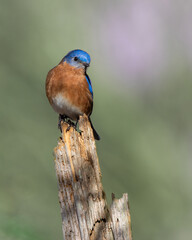 Eastern bluebird (Sialia sialis) Perched on Tree Stump